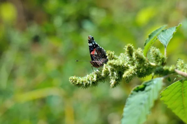 Motyl z bliska — Zdjęcie stockowe