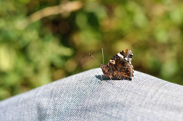 Motyl z bliska — Zdjęcie stockowe