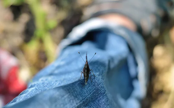 Kelebek yakın çekim — Stok fotoğraf
