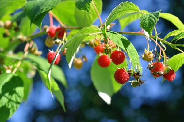 라즈베리 열매 — 스톡 사진