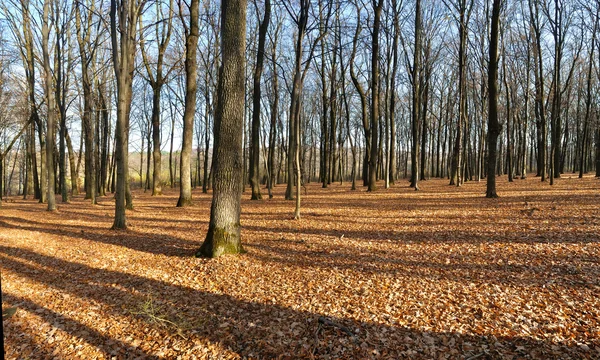 Herfstbos — Stockfoto