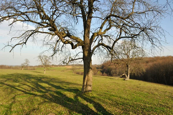 Een boom op een veld — Stockfoto