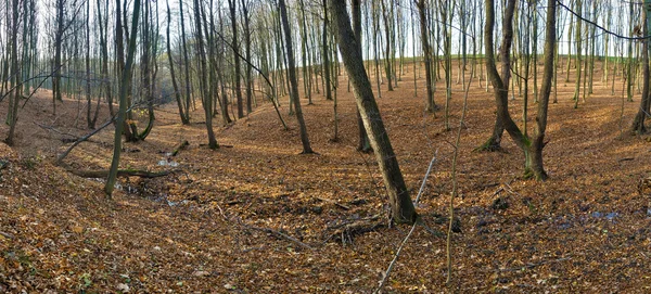 Herfst bos panorama — Stockfoto