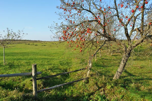 Red juicy apples on trees twig — Stock Photo, Image