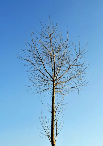 Tree silhouette — Stock Photo, Image