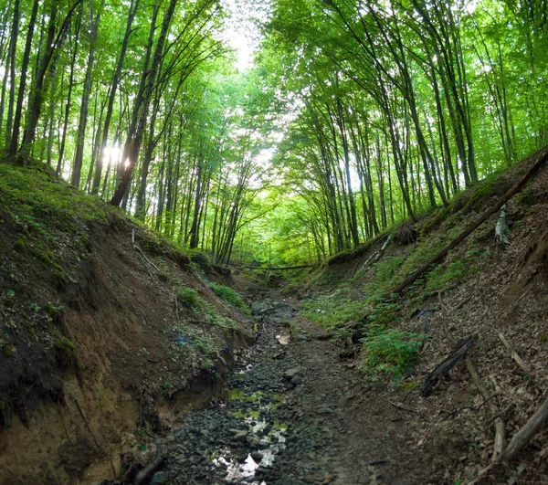 Ravine in het bos — Stockfoto