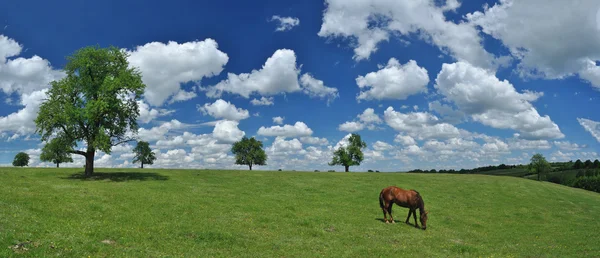 Horse in a field panorama — Stock Photo, Image