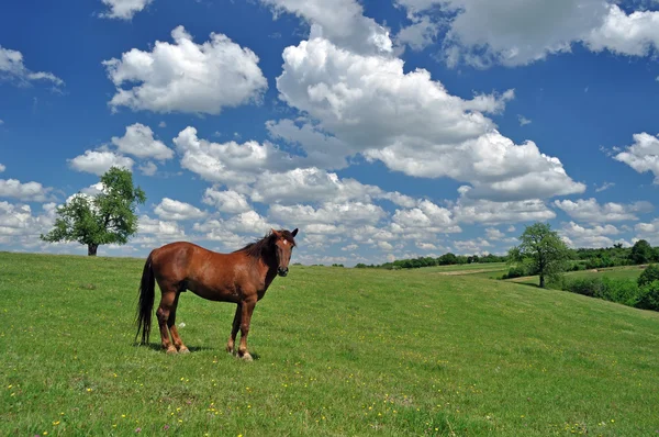 Cavallo in un campo — Foto Stock