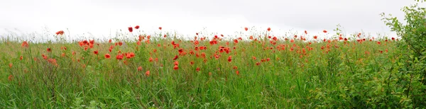 Papaver in een veld — Stockfoto