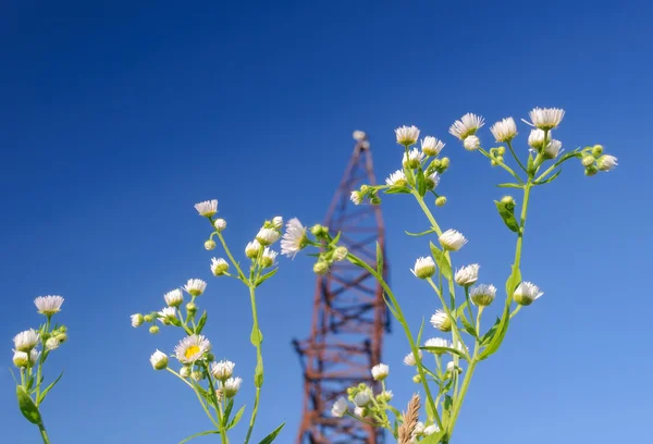 Marguerites sur fond de ciel bleu — Photo