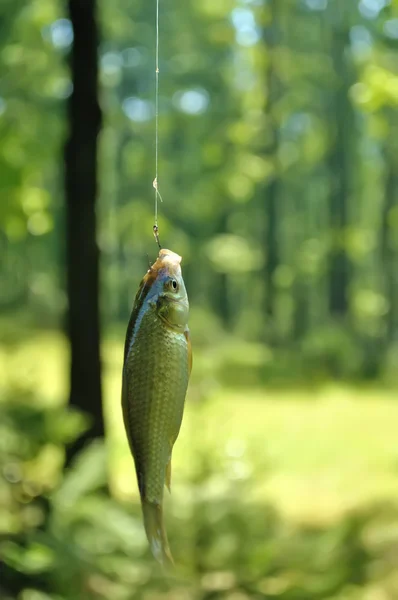 Peixe no anzol — Fotografia de Stock