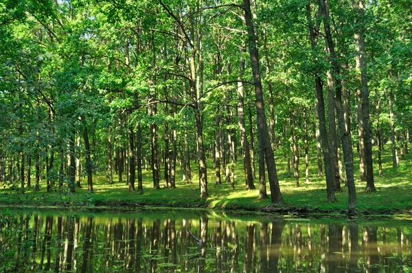 Forest lake — Stock Fotó