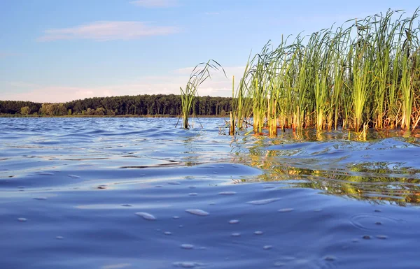 Corre para o lago Imagem De Stock