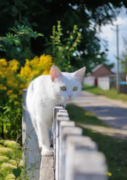 白い猫が歩いています。 ロイヤリティフリーのストック写真