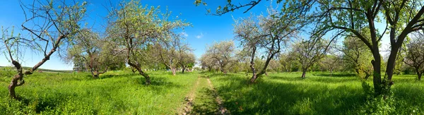 Park with trees panorama — Stock Photo, Image