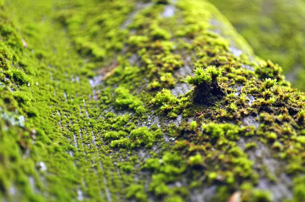 Green moss — Stock Photo, Image