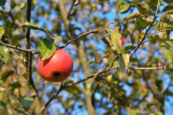 Apples on tree — Stock Photo, Image