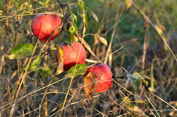 Manzanas en el árbol — Foto de Stock