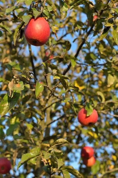 Apples on tree — Stock Photo, Image