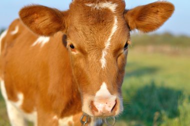 Kırmızı inek arıyorum