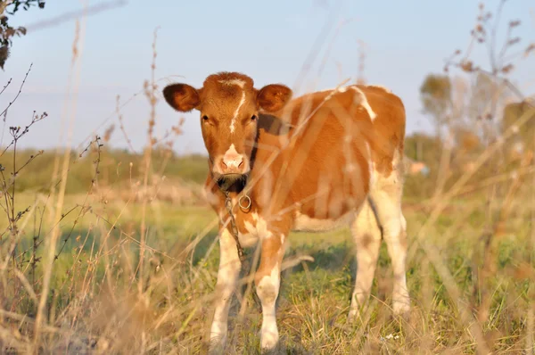 Red cow looking — Stock Photo, Image