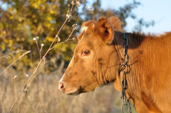 Red cow looking — Stock Photo, Image