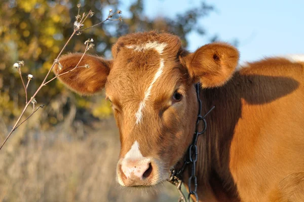 Red cow looking — Stock Photo, Image