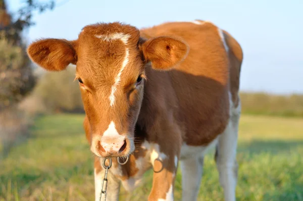 Kırmızı inek arıyorum