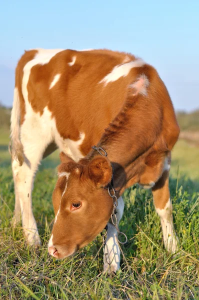 Red cow looking — Stock Photo, Image