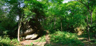 Orman Panorama parlak ışıklar