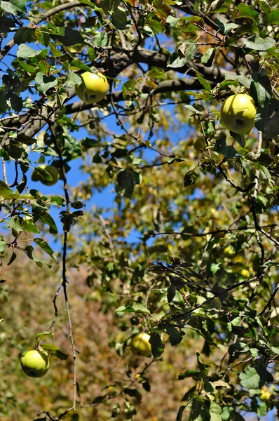 Яблоня — стоковое фото