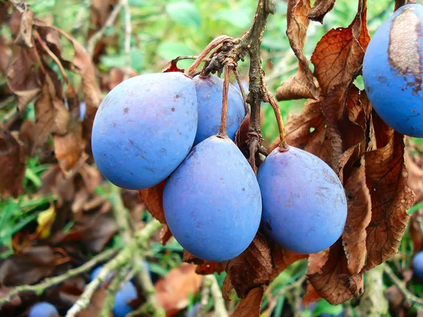 Blue plums — Stock Photo, Image