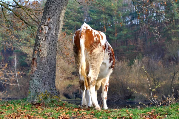 Cow back grazing — Stock Photo, Image