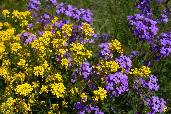 Gele en violette bloemen — Stockfoto