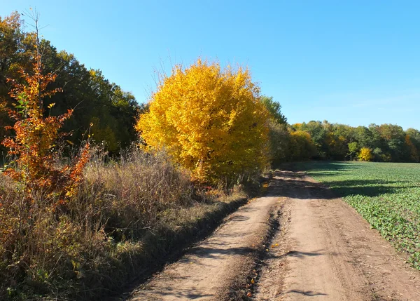 Autumn forest — Stock Photo, Image