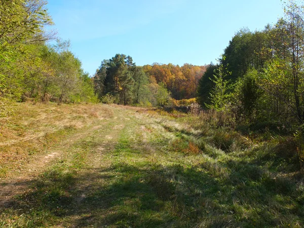 Autumn forest — Stock Photo, Image