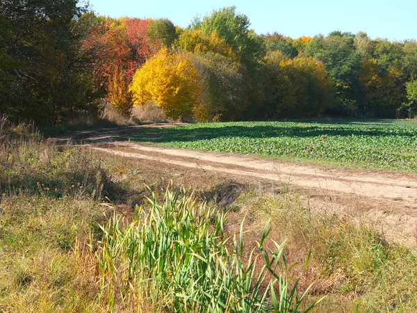 Autumn forest — Stock Photo, Image