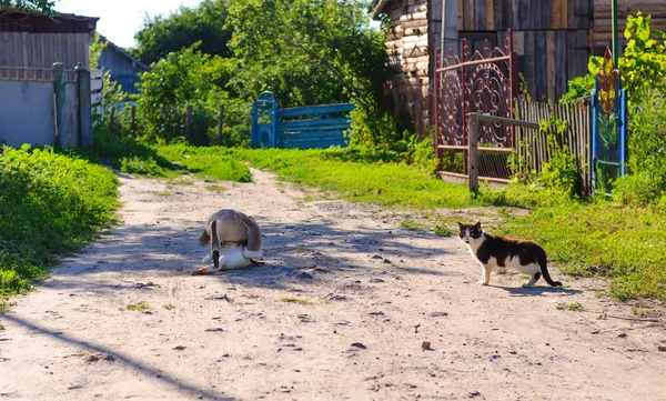 Çiftleşme kaz — Stok fotoğraf