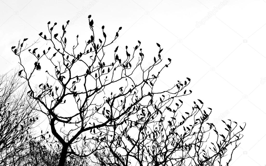 tree branches silhouette