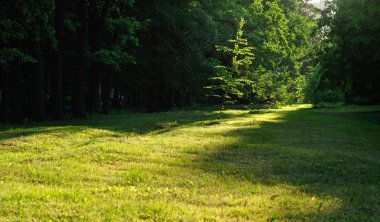 sulu çim çim üzerinde