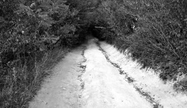 Karanlık Orman yolu