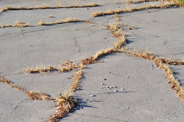 Suchá tráva přes asfalt — Stock fotografie