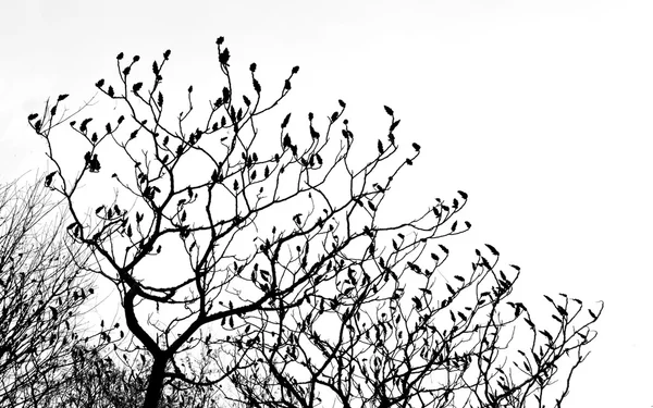 Tree branches silhouette — Stock Photo, Image