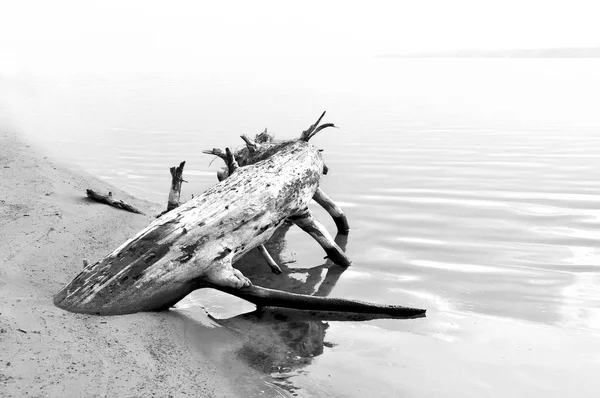 Alberi caduti sulla riva del mare — Foto Stock