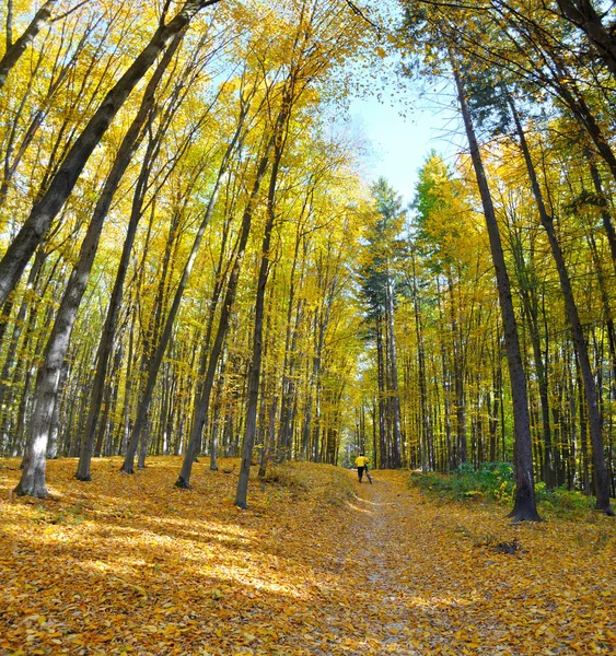 Cyclist in autumn forest — Stock Photo, Image