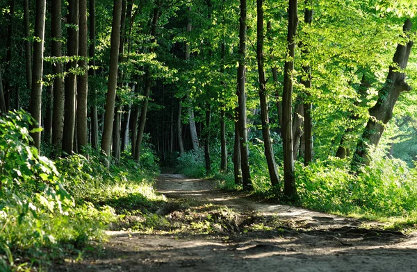 森林里的小径 — 图库照片