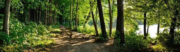 Wanderweg im Wald — Stockfoto