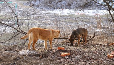 sokak köpekleri