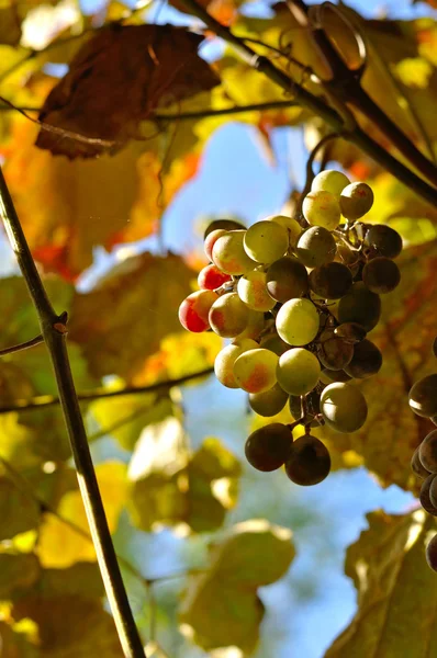 Cacho de uvas — Fotografia de Stock