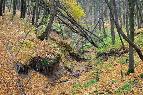 Herfstbos — Stockfoto